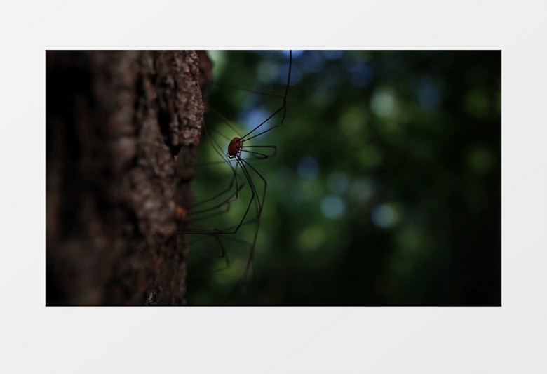 高清实拍一只腿超长的蜘蛛在缓缓移动实拍视频素材
