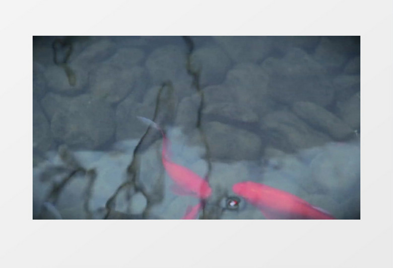 高清近距离拍摄小溪河流池塘红色金鱼游泳实拍视频素材