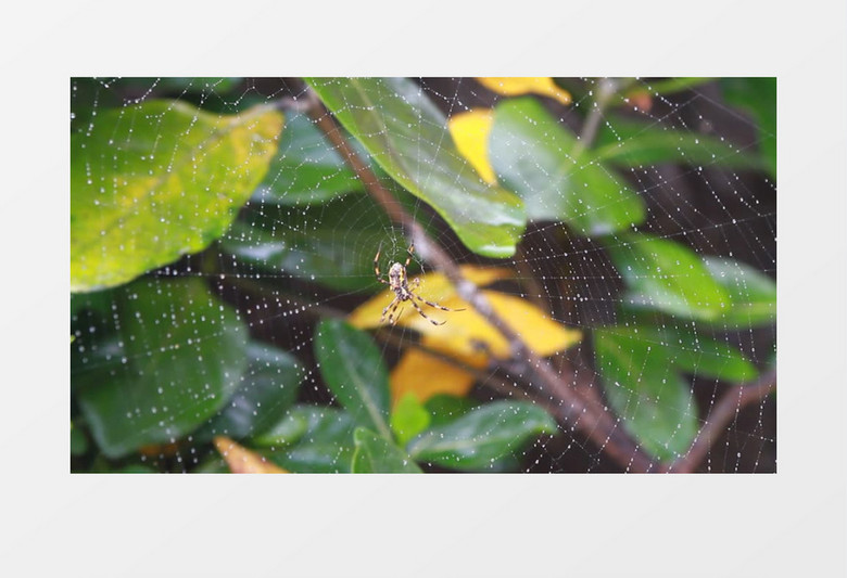 高清近距离拍摄森林公园草地昆虫蜘蛛结网实拍视频素材