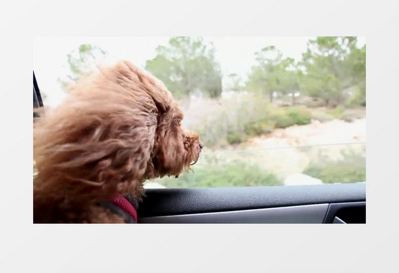高清拍摄宠物贵宾狗坐在行驶车辆座椅望着窗外实拍视频素材
