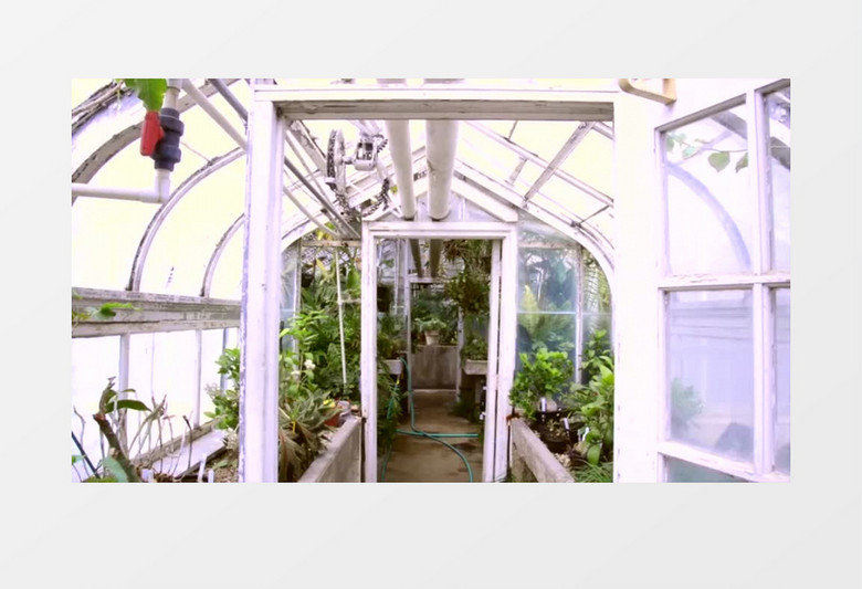 温室大棚成长着绿色植物实拍视频素材