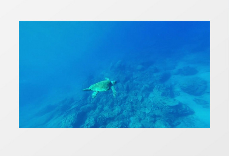 高清拍摄海底世界深水海底海龟游泳实拍视频素材