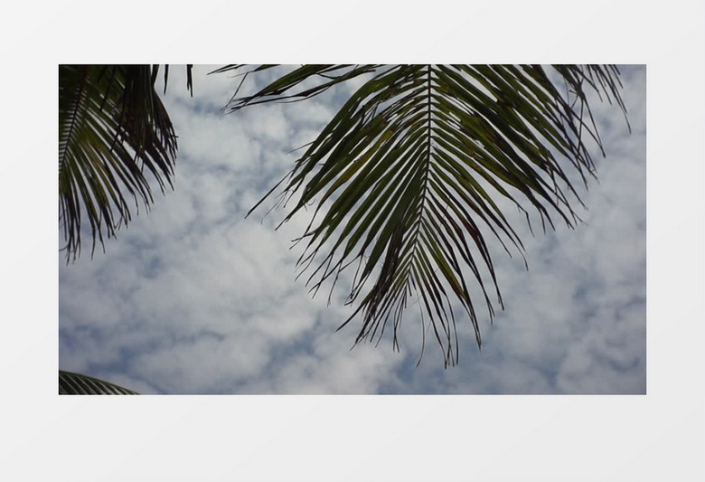高清实拍多云天气下随微风浮动的树叶实拍视频素材