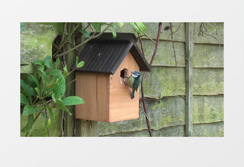 动物之蓝雀视频素材MP4实拍视频