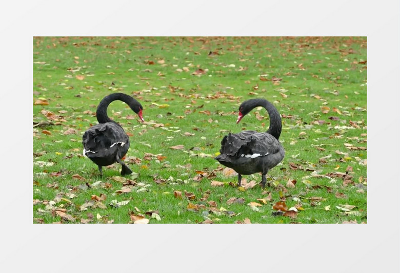 草地上生活的黑天鹅实拍视频素材