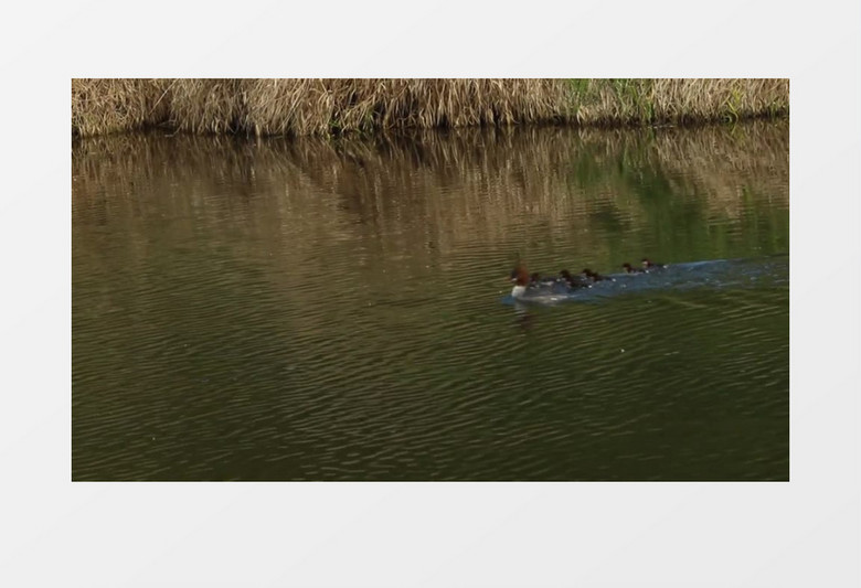 在水面带孩子游泳的母鸭一家子实拍视频素材