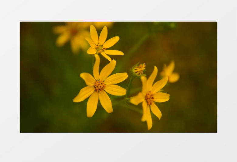 路旁小黄花近距离高清实拍视频素材