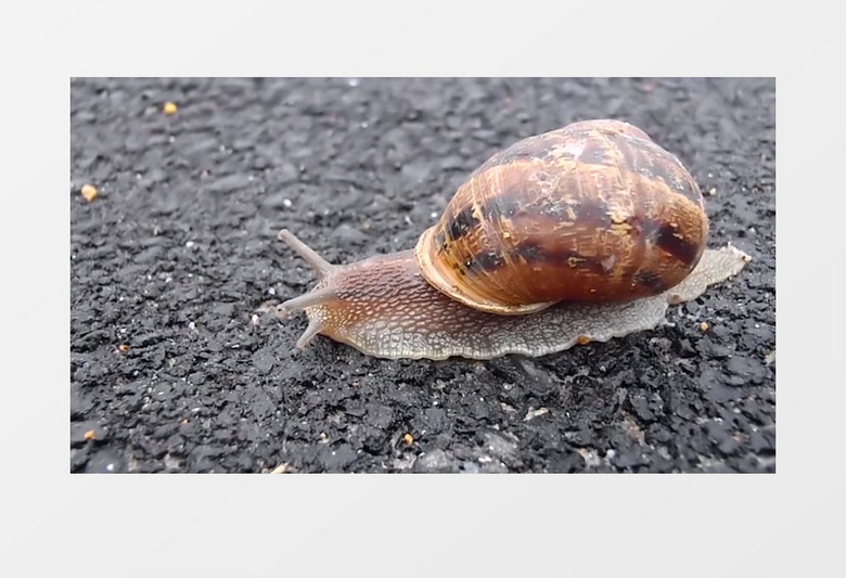 慢慢爬行的软体动物蜗牛实拍视频素材