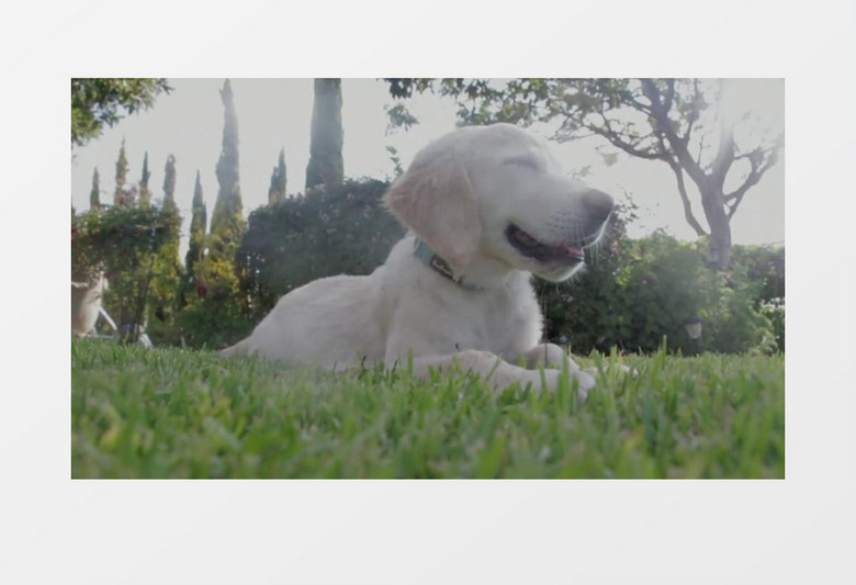 草坪上可爱的白色宠物狗实拍视频素材