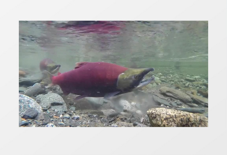 河流中产卵动物三文鱼实拍视频