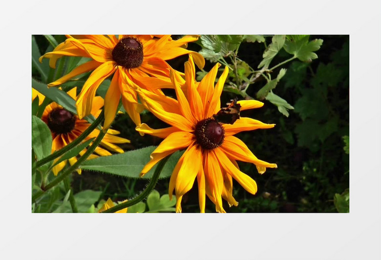 近距离拍摄一只胡得在黄色的花朵上转动开合翅膀实拍视频素材