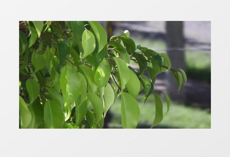阳光下生气勃勃的树木叶子视频素材