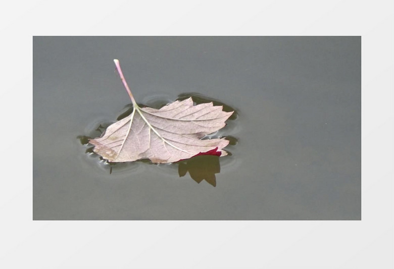 枫叶飘落在安静的湖面实拍视频素材