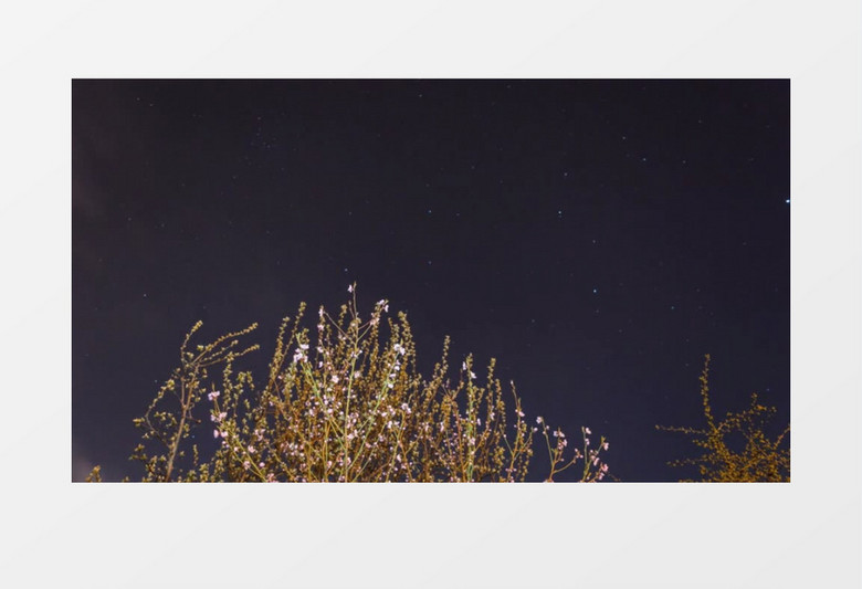 自然风光之鲜花视频素材MP4实拍视频素材