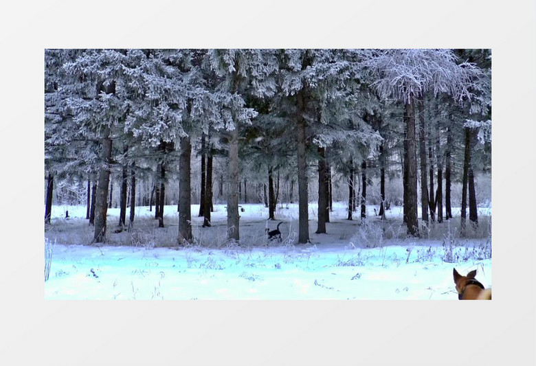 两只狗在雪地里肆意奔跑玩耍四处张望美丽雪景实拍视频素材