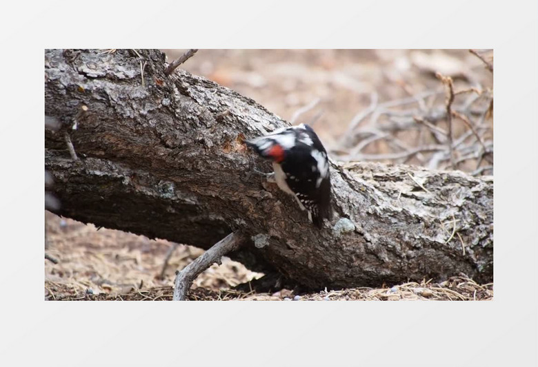 鸟儿吃树虫实拍视频MP4