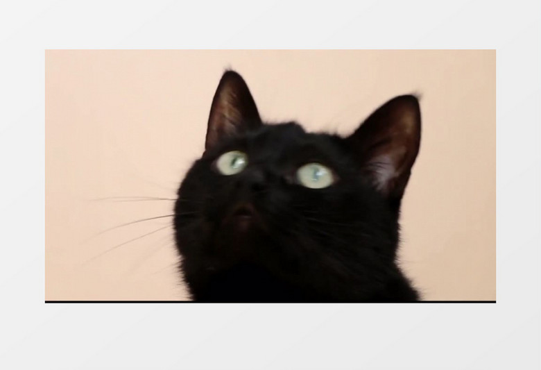 近距离局部拍摄一只黑色的猫脑袋轻轻摆动晃动实拍视频素材