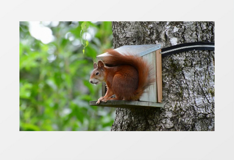一只松鼠在树上房子里啃食小巧可爱实拍视频素材