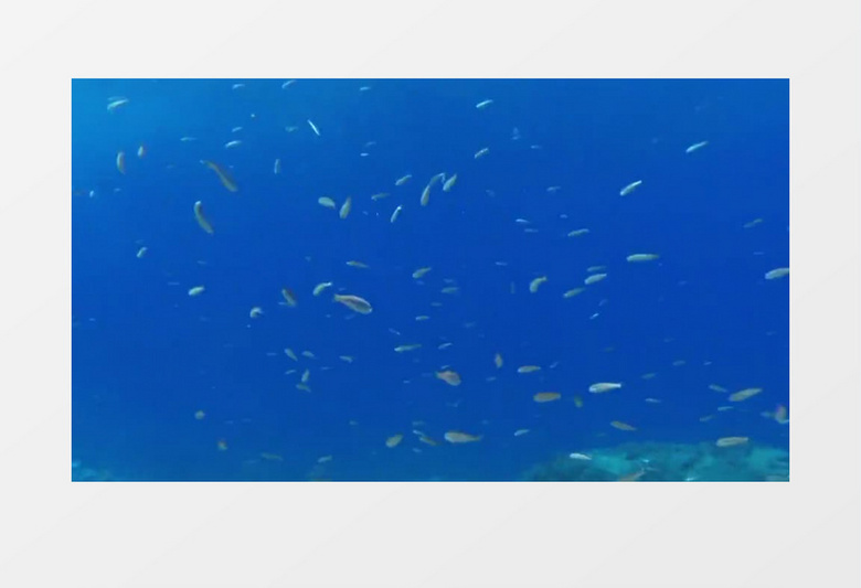 海底拍摄海水清澈鱼群游动美丽海底实拍视频素材