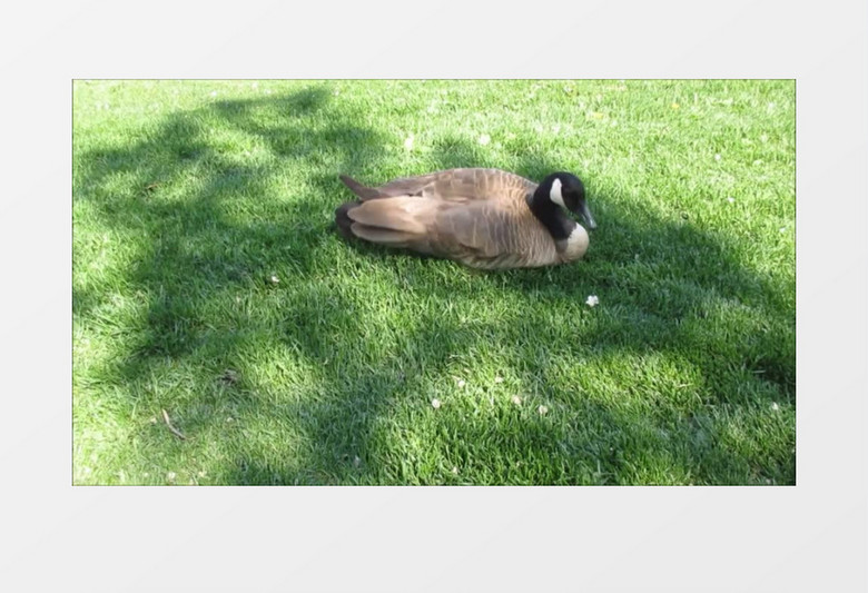 近镜头拍摄一只鸭子趴在绿色的草地上阴影下乘凉有趣可爱实拍视频素材