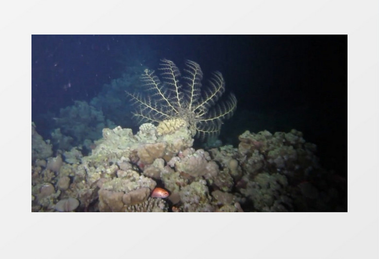 水下珊瑚实拍视频mp4素材