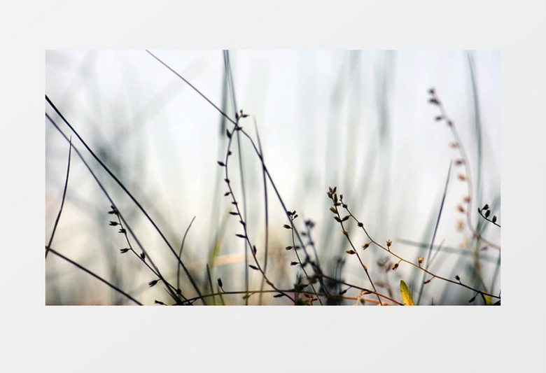 模糊散景拍摄傍晚特写秋天野草实拍视频素材