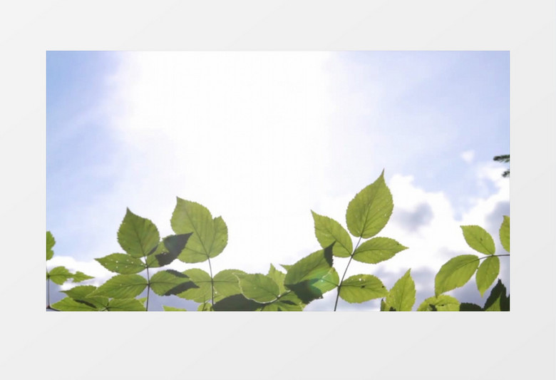 仰拍视觉移动拍摄阳光下草叶蓝天白云清新自然实拍视频素材