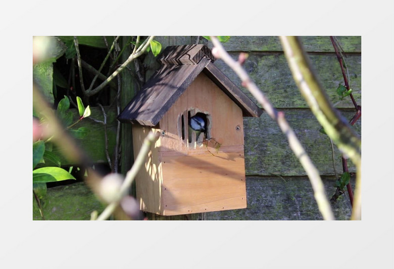 野生动物蓝雀制作鸟的房子实拍视频素材
