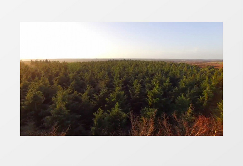 高清实拍航空拍摄森林的全貌景色实拍视频素材