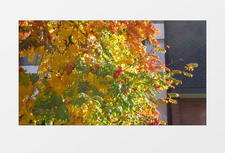 高清实拍一颗多种颜色的树木实拍视频素材