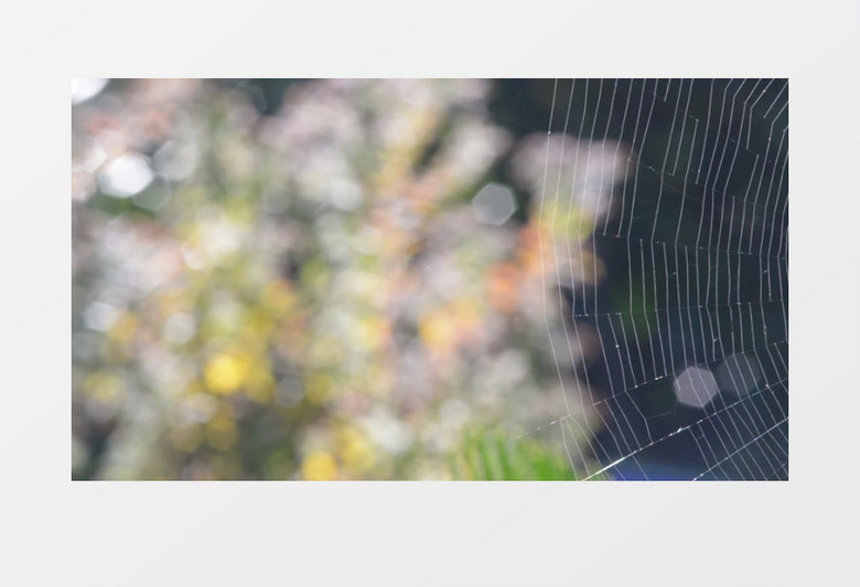高清实拍一个紧密的蜘蛛网实拍视频素材