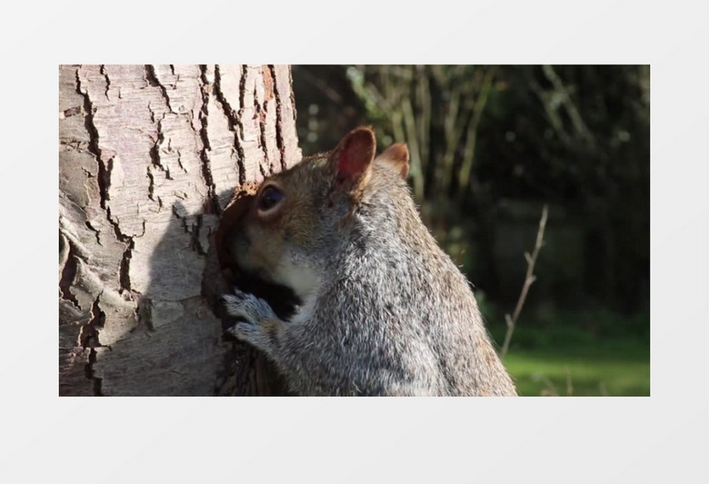 野外哺乳动物松鼠实拍视频