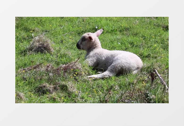 农场动物草地上的白羊实拍视频素材