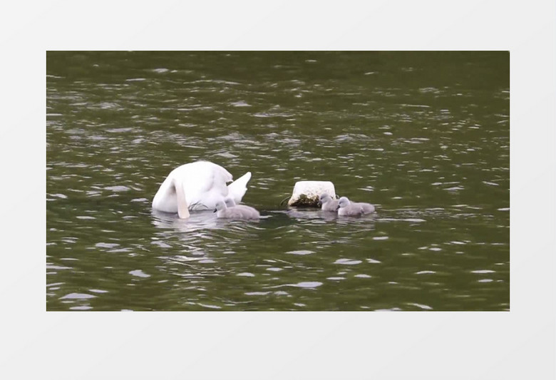 湖面天鹅戏水实拍视频素材
