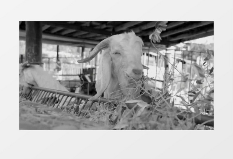农场动物山羊吃草实拍视频素材