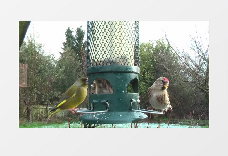 花园里的鸟类实拍视频素材