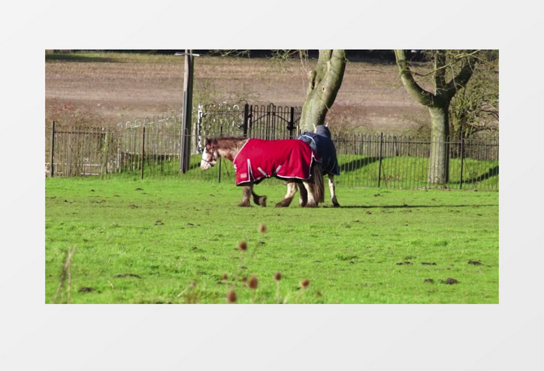 农场草地玩耍的马匹实拍视频素材