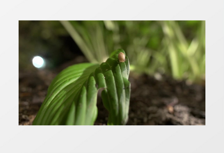 紧贴着植物攀爬的蜗牛实拍视频