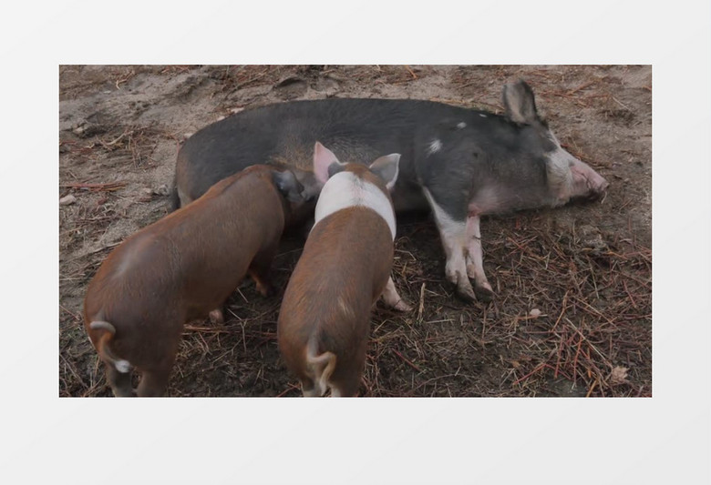 高清拍摄农场里母猪喂养仔猪实拍视频
