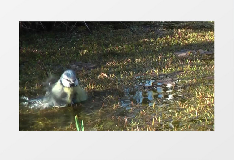 小山雀水坑戏水实拍视频素材MP4
