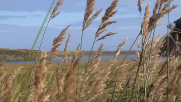 秋天岸边风吹草动实拍视频素材