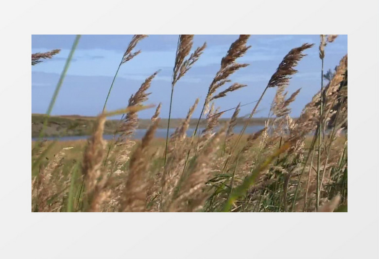 秋天岸边风吹草动实拍视频素材