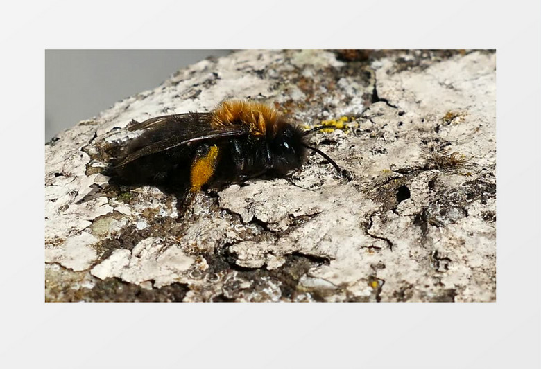 黄色小昆虫蜜蜂实拍视频