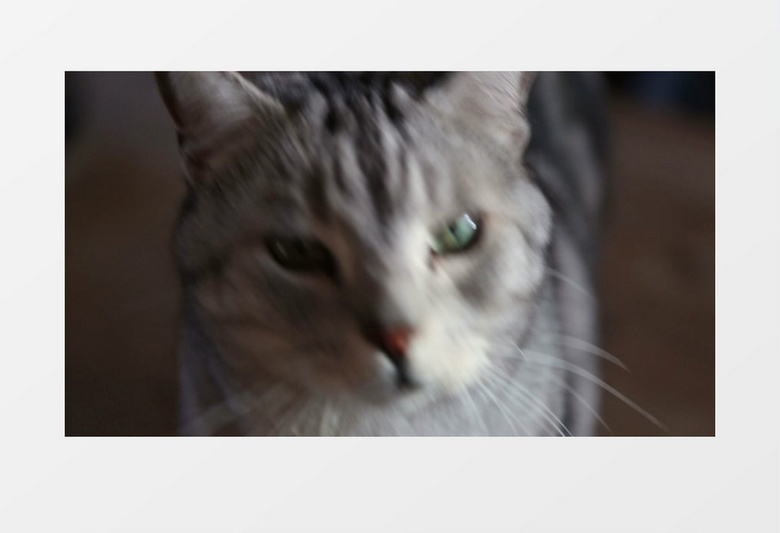 宠物斑猫近距离高清实拍视频素材