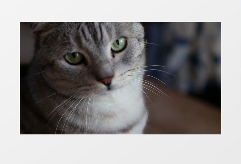 家庭宠物斑猫近距离高清实拍视频素材