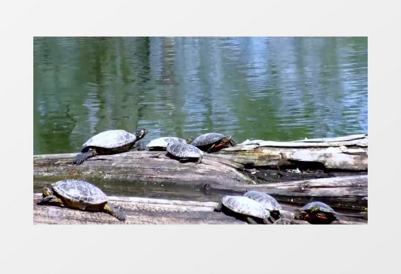 爬行动物海龟在潮湿的地方休憩实拍视频