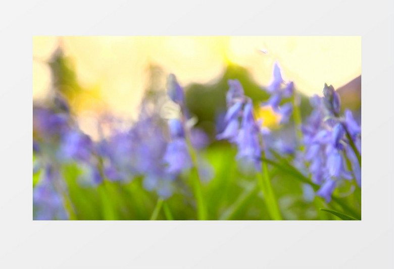 夏天傍晚户外漂亮的花瓣实拍视频