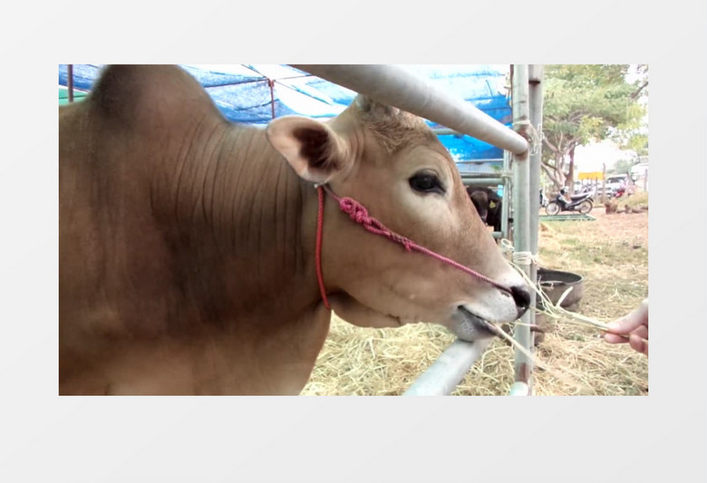 农场奶牛喂养实拍视频