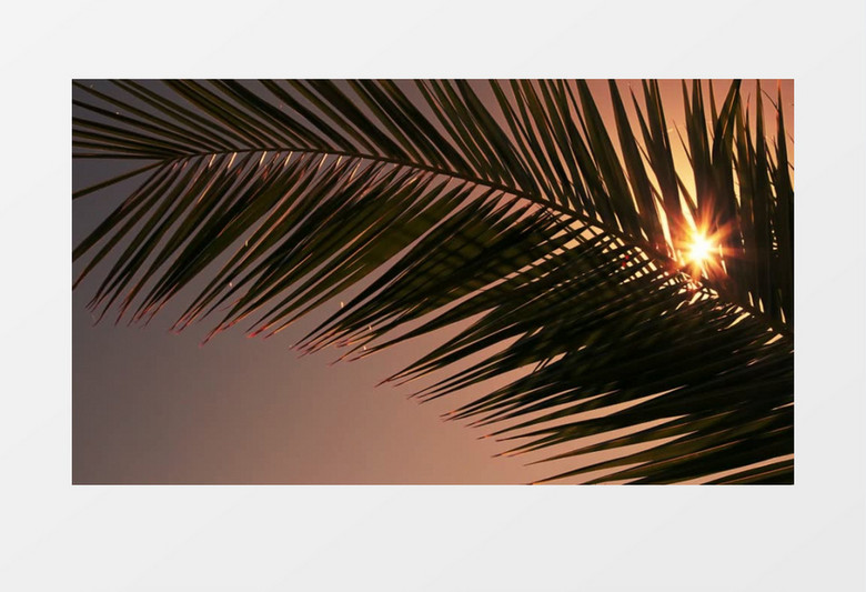 仰拍傍晚的余晖穿过棕榈叶明亮温和实拍视频素材