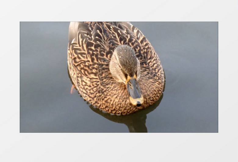 池塘水面上游泳的鸭子实拍视频素材